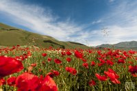 castelluccio 15 june 2013